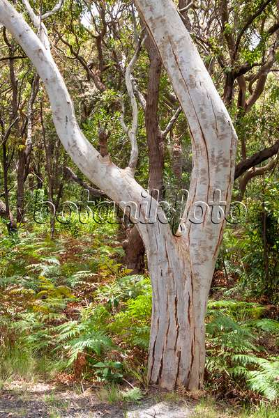454236 - Eukalyptus (Eucalyptus haemastoma) mit Tunneln von Mottenlarven