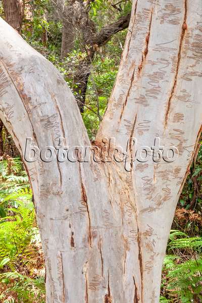 454237 - Eukalyptus (Eucalyptus haemastoma) mit Tunneln von Mottenlarven