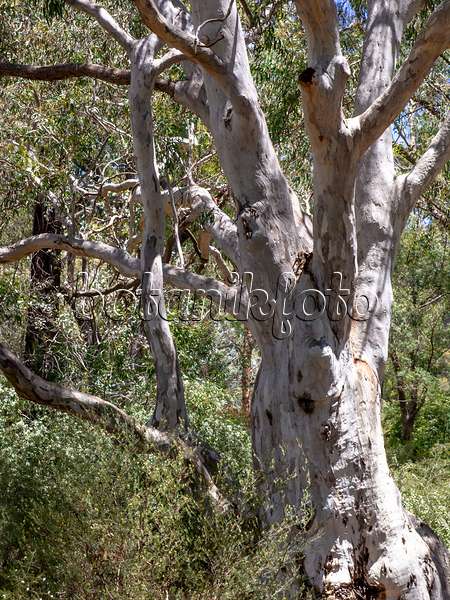 455319 - Eukalyptus (Eucalyptus mannifera)