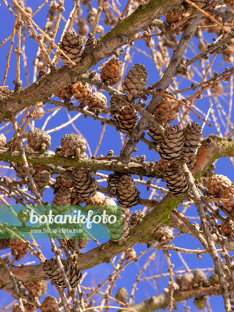 435012 - Europäische Lärche (Larix decidua)