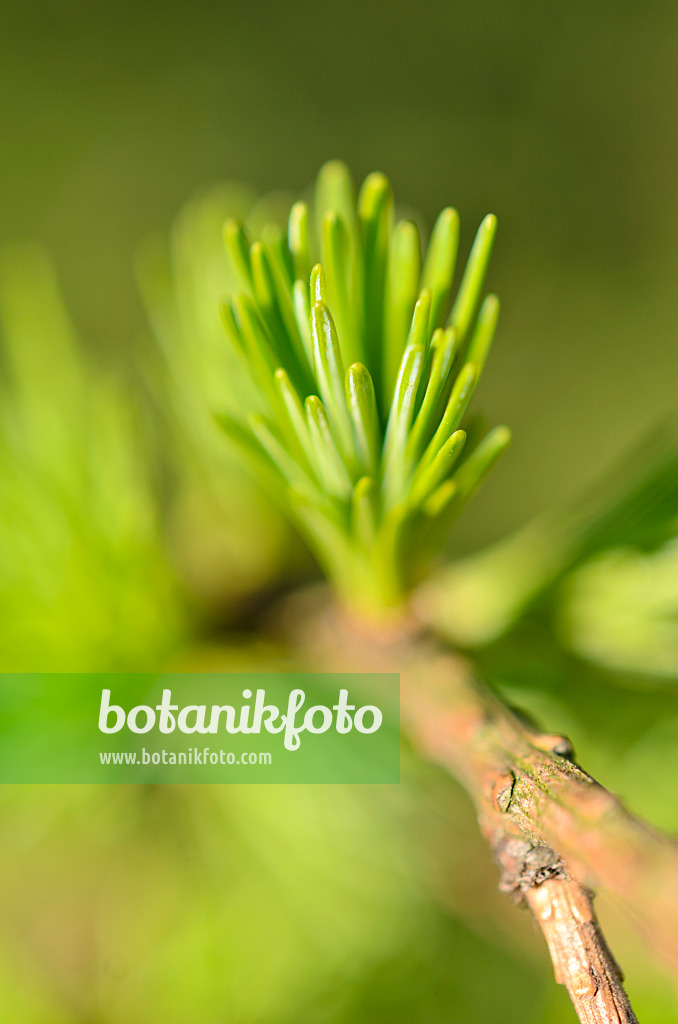 507036 - Europäische Lärche (Larix decidua)