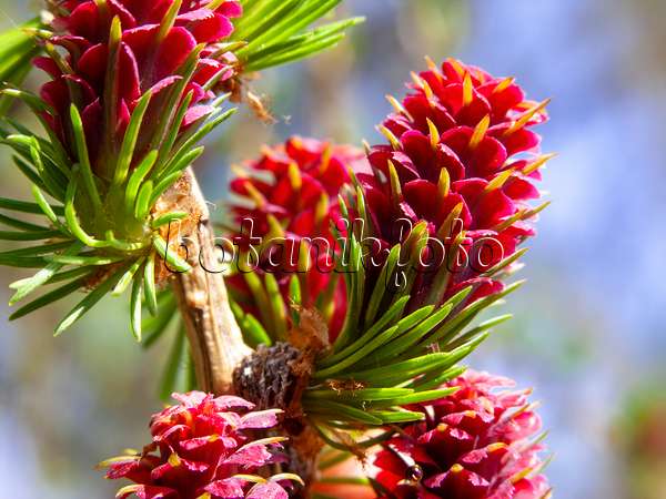436235 - Europäische Lärche (Larix decidua) mit weiblichen Blüten