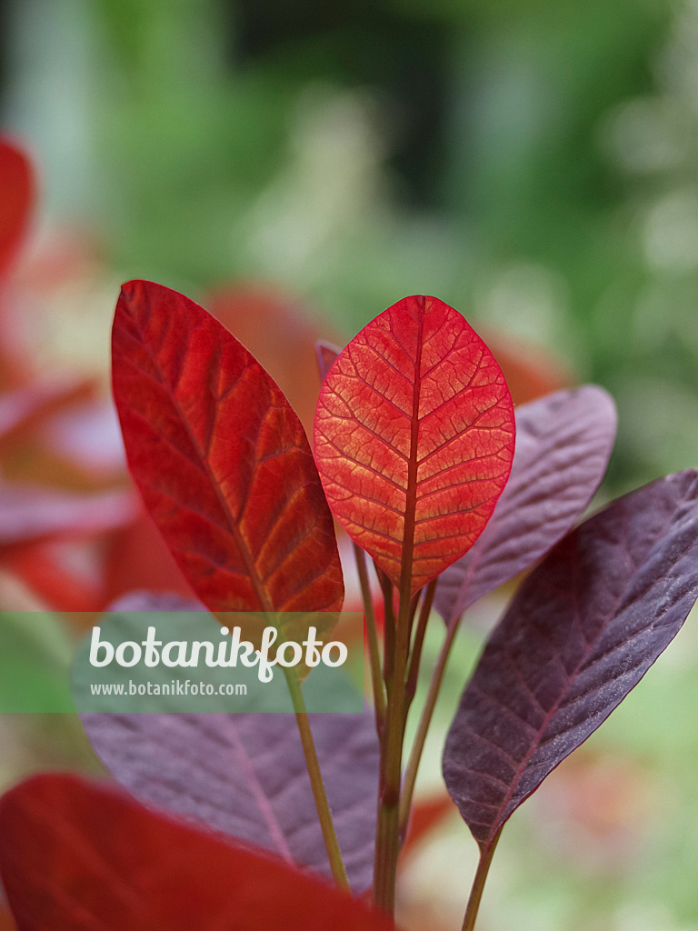 454021 - Europäischer Perückenstrauch (Cotinus coggygria 'Royal Purple')