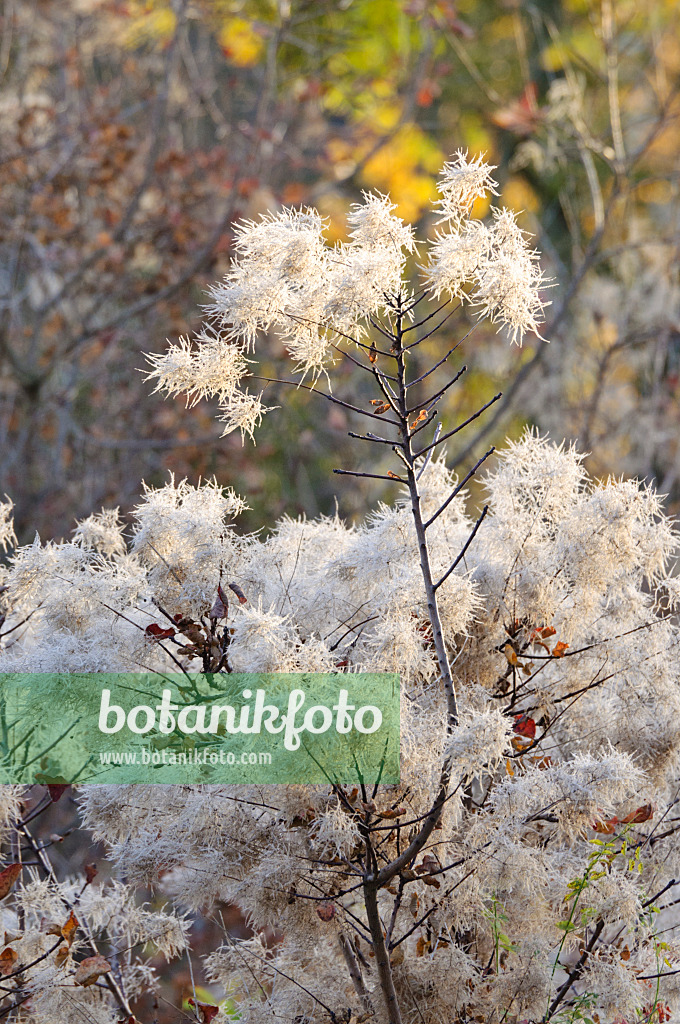 466057 - Europäischer Perückenstrauch (Cotinus coggygria)