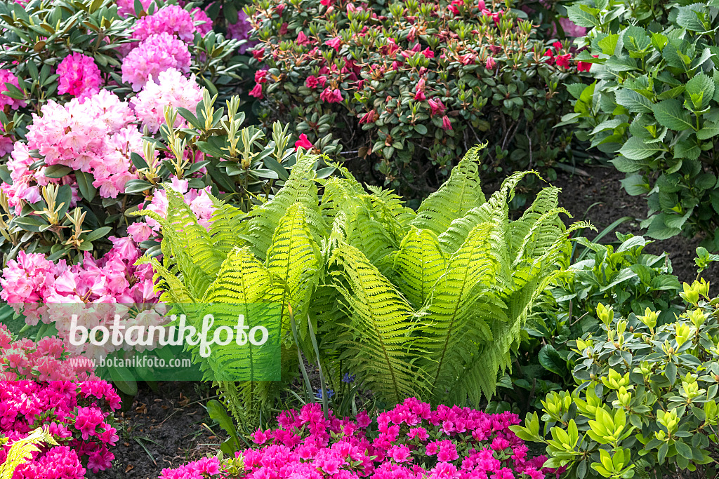 638166 - Europäischer Straußfarn (Matteuccia struthiopteris) und Rhododendren (Rhododendron)