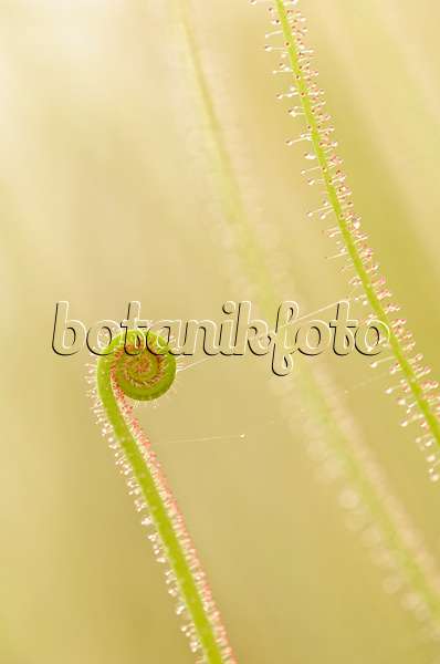 547344 - Fadenförmiger Sonnentau (Drosera filiformis)