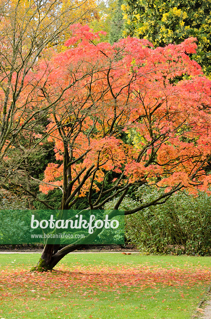 525409 - Fächerahorn (Acer palmatum)