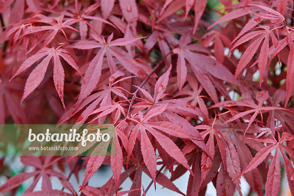 502083 - Fächerahorn (Acer palmatum 'Atropurpureum')