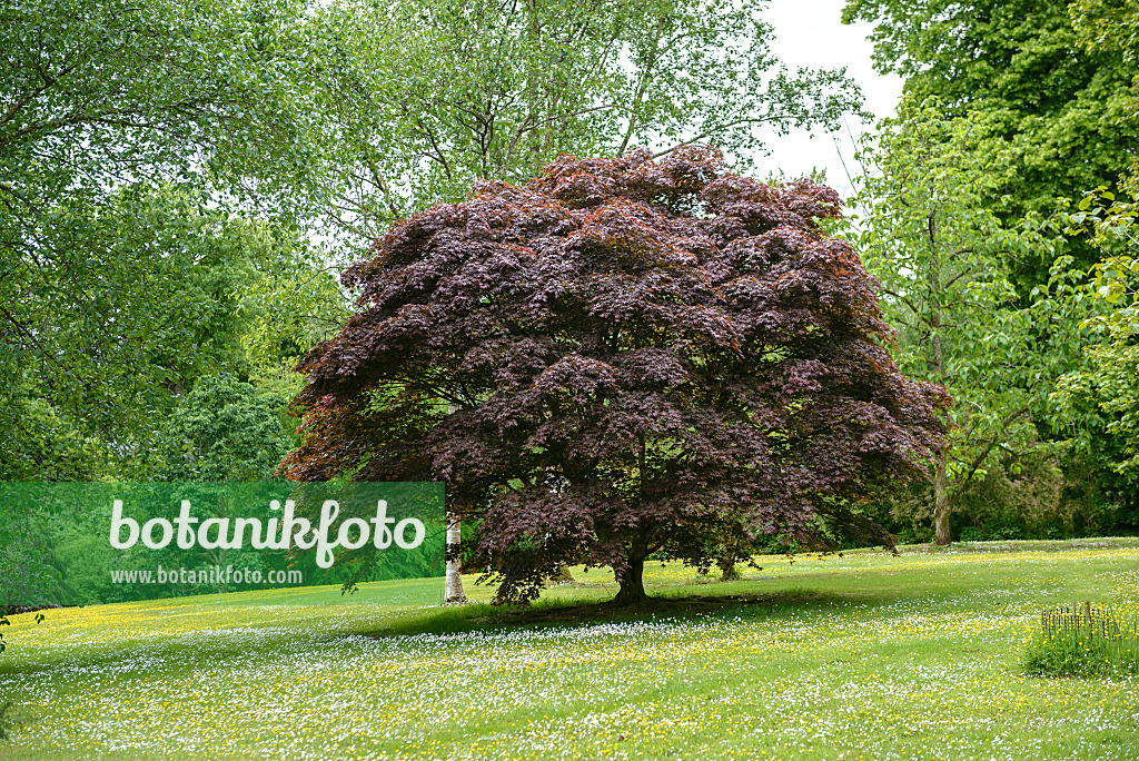 547052 - Fächerahorn (Acer palmatum 'Bloodgood')