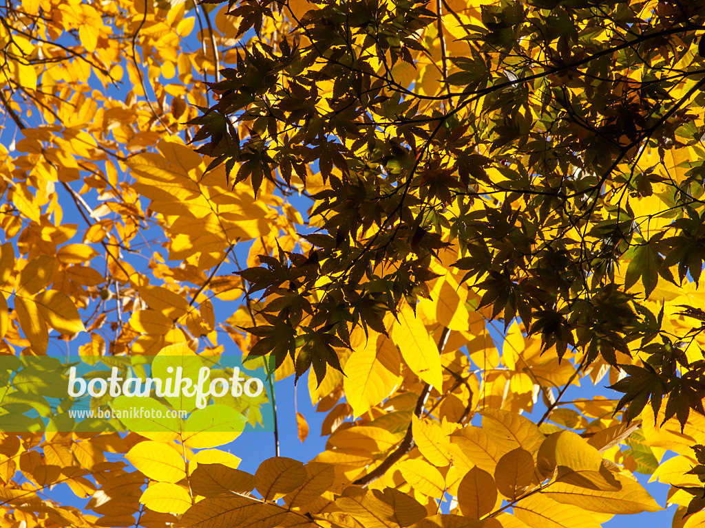 431024 - Fächerahorn (Acer palmatum) und Butternuss (Juglans cinerea)