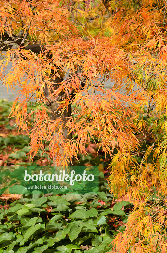 525313 - Fächerahorn (Acer palmatum 'Dissectum')