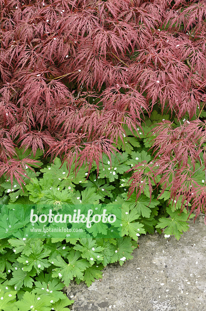 520105 - Fächerahorn (Acer palmatum 'Dissectum Garnet') und Felsenstorchschnabel (Geranium macrorrhizum)