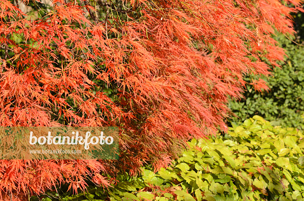 525317 - Fächerahorn (Acer palmatum 'Dissectum Garnet')