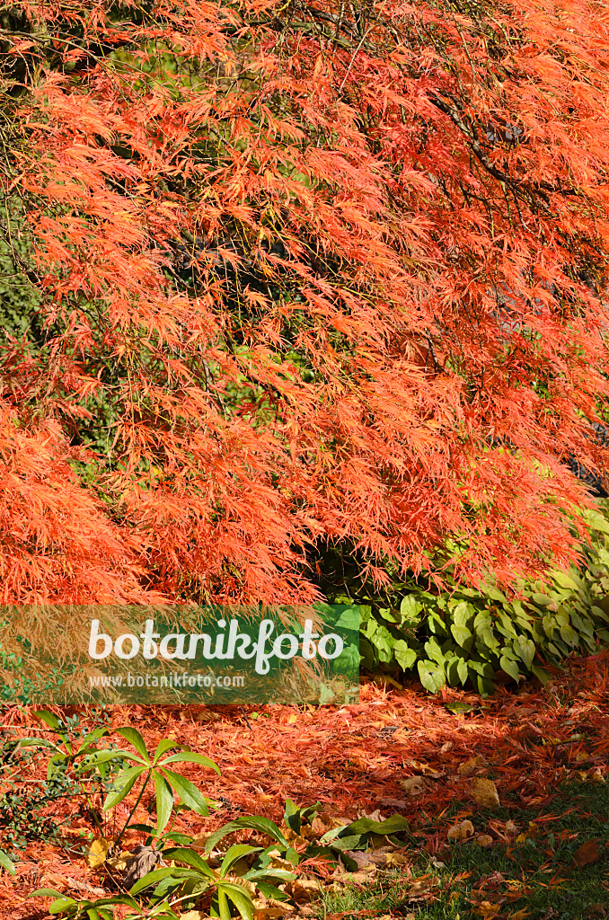 525318 - Fächerahorn (Acer palmatum 'Dissectum Garnet')