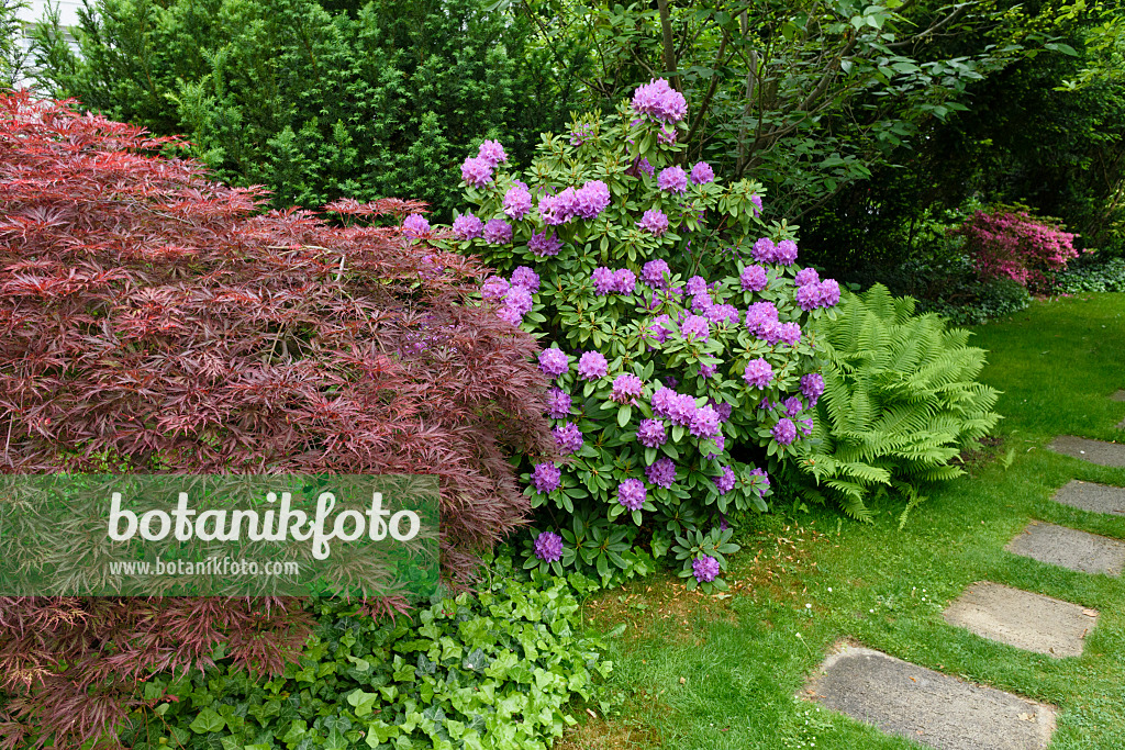 556158 - Fächerahorn (Acer palmatum 'Dissectum Garnet'), Rhododendron (Rhododendron) und Europäischer Straußfarn (Matteuccia struthiopteris)