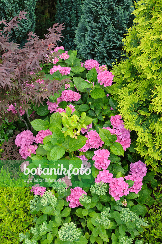 474311 - Fächerahorn (Acer palmatum), Gartenhortensie (Hydrangea macrophylla) und Große Fetthenne (Sedum telephium syn. Hylotelephium telephium)