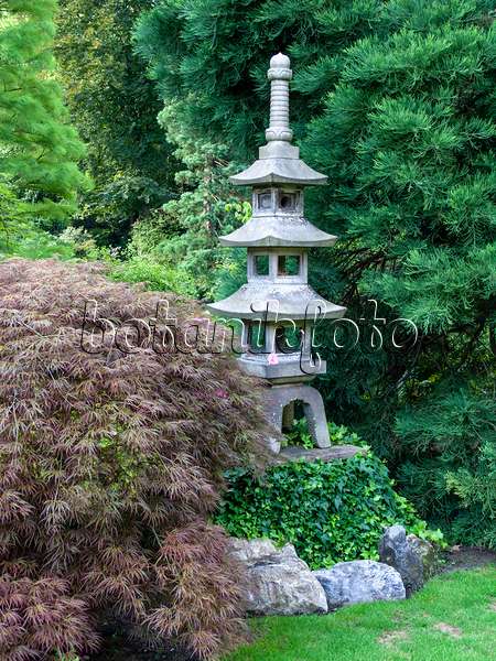 427082 - Fächerahorn (Acer palmatum) in einem japanischen Garten mit einer dreistöckigen Steinlaterne