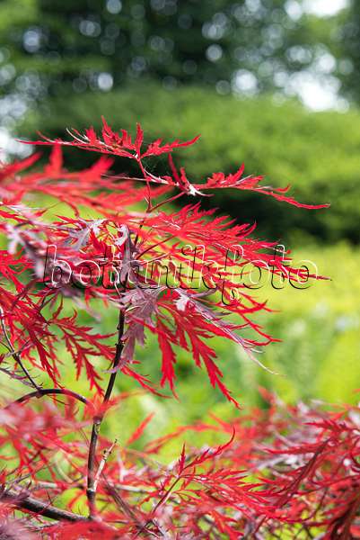 638011 - Fächerahorn (Acer palmatum 'Red Dragon')