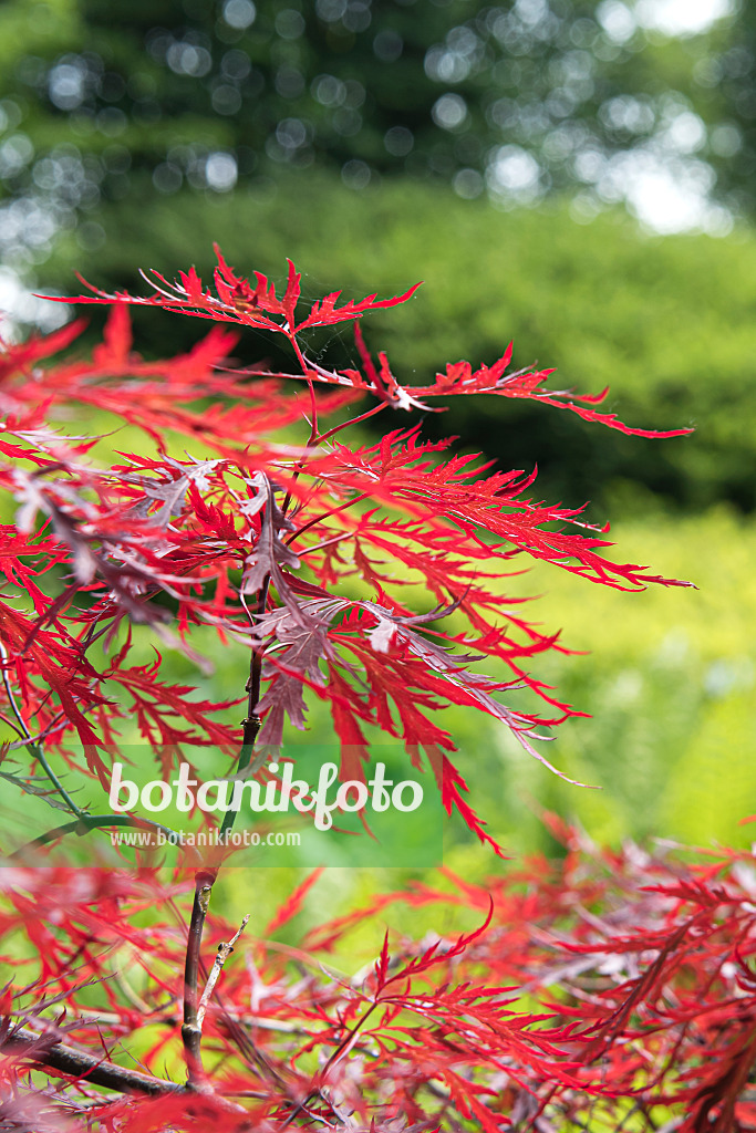 638011 - Fächerahorn (Acer palmatum 'Red Dragon')