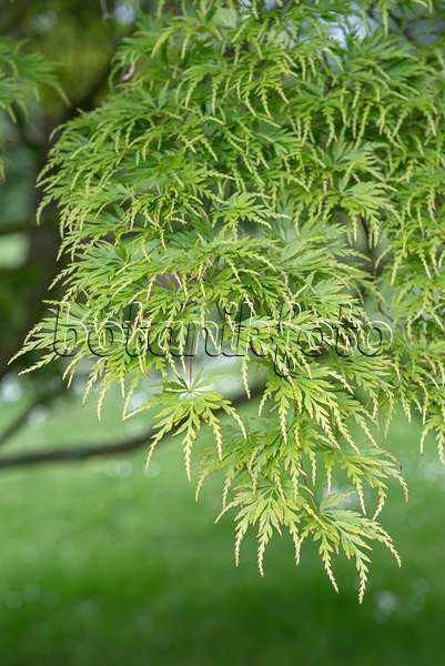 651017 - Fächerahorn (Acer palmatum 'Seiryû')
