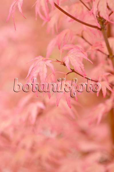 545161 - Fächerahorn (Acer palmatum 'Taylor')