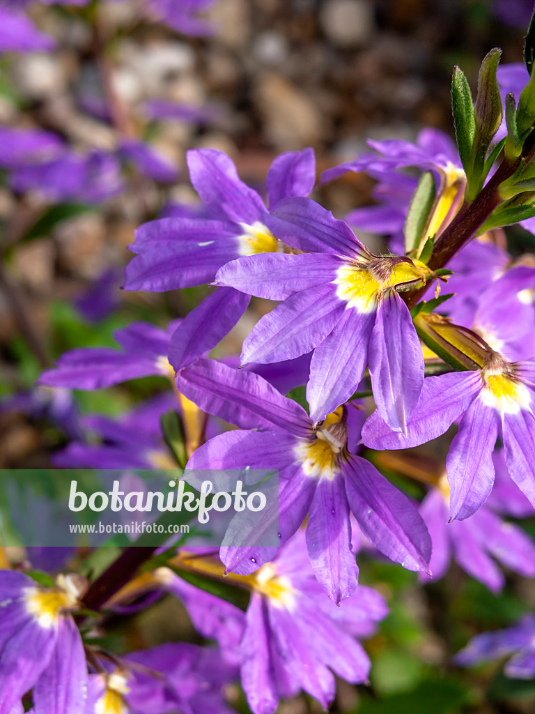 427074 - Fächerblume (Scaevola aemula)