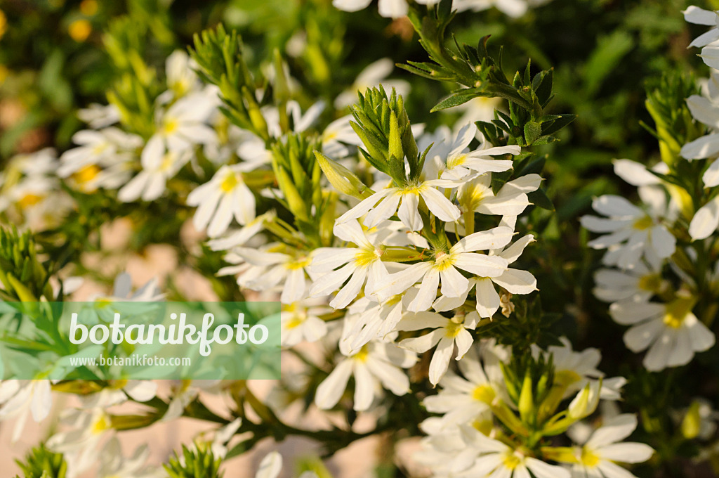 476242 - Fächerblume (Scaevola aemula)