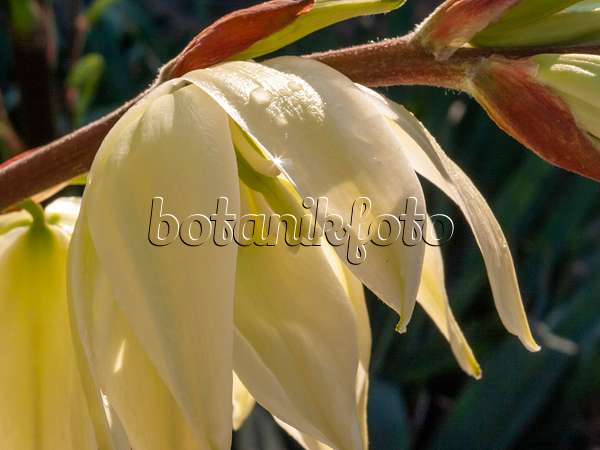 415014 - Fädige Palmlilie (Yucca filamentosa)