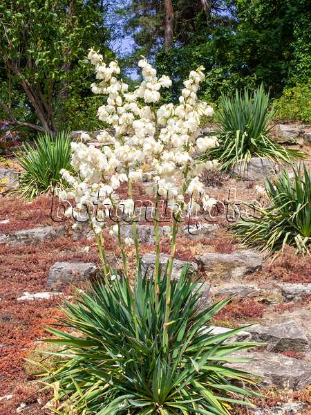 486246 - Fädige Palmlilie (Yucca filamentosa)
