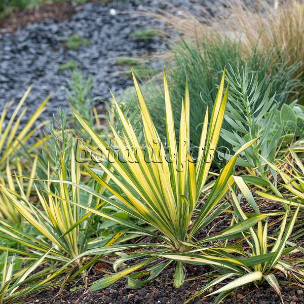 616459 - Fädige Palmlilie (Yucca filamentosa 'Bright Edge')