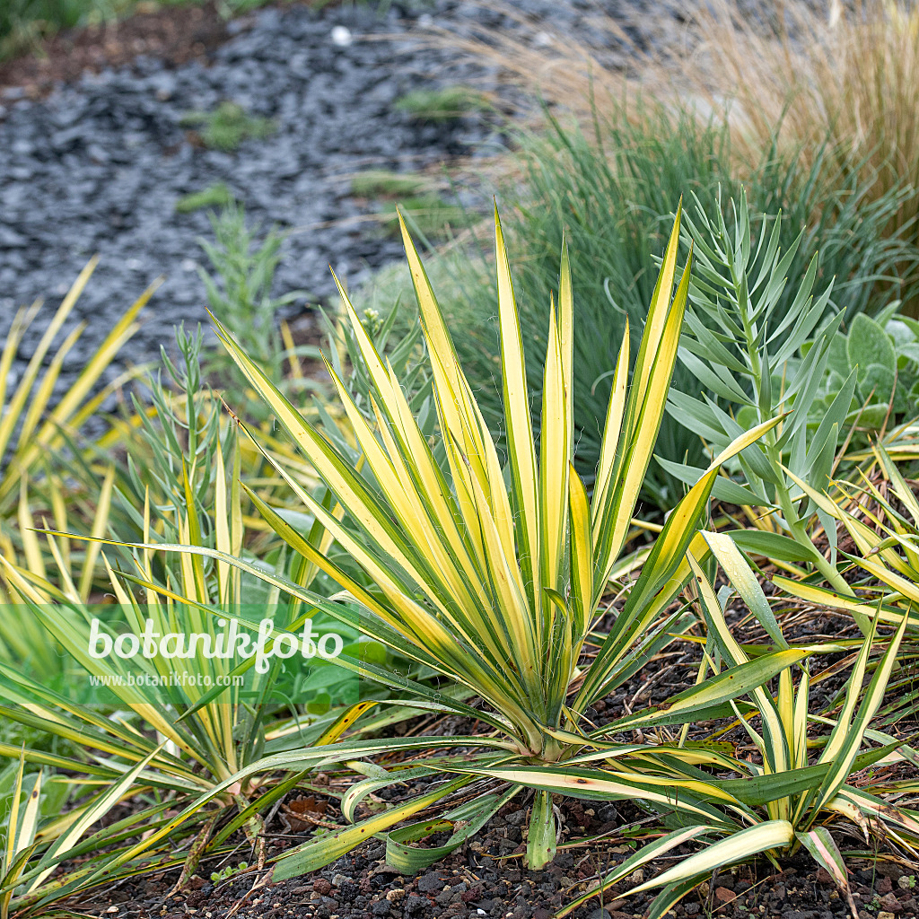 616459 - Fädige Palmlilie (Yucca filamentosa 'Bright Edge')