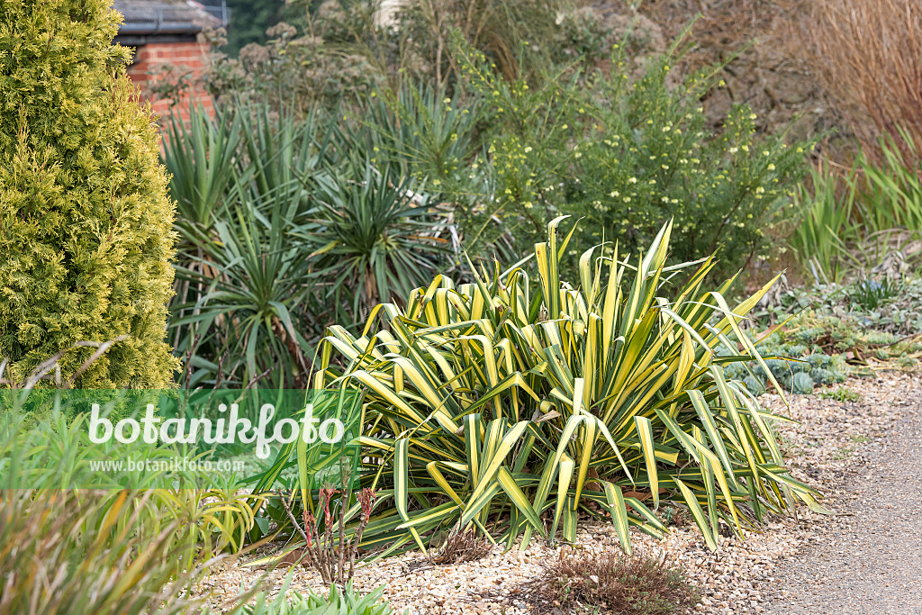 625388 - Fädige Palmlilie (Yucca filamentosa 'Garland Gold')