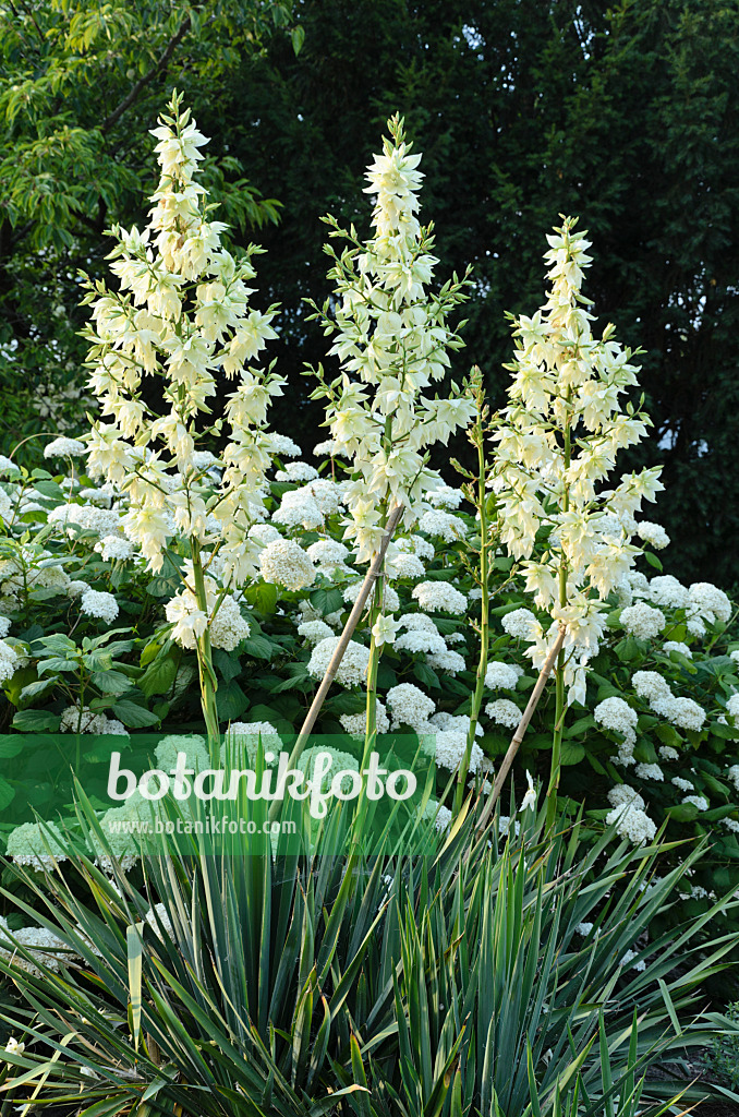 498069 - Fädige Palmlilie (Yucca filamentosa 'Schellenbaum') und Baumhortensie (Hydrangea arborescens 'Grandiflora')