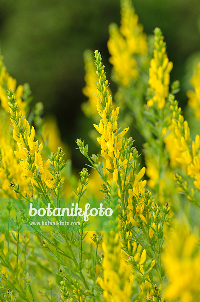 534016 - Färberginster (Genista tinctoria)