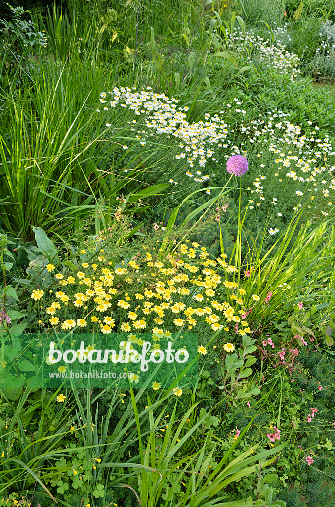 521367 - Färberhundskamille (Anthemis tinctoria syn. Cota tinctoria)