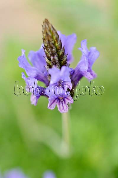471064 - Farnblättriger Lavendel (Lavandula multifida)