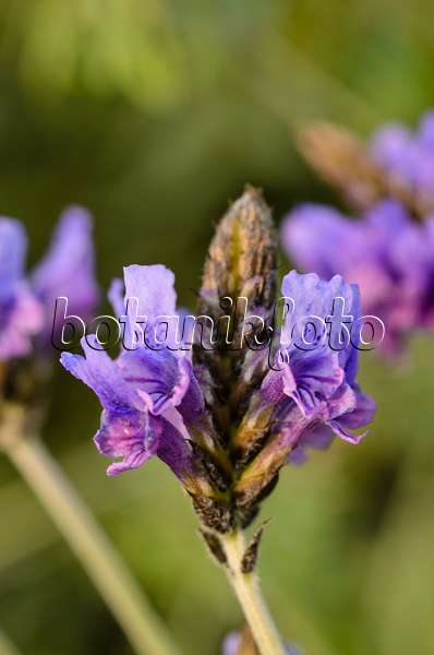506012 - Farnblättriger Lavendel (Lavandula multifida)