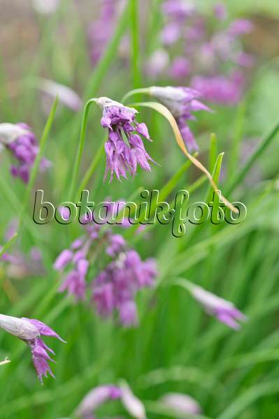 485085 - Farrers Lauch (Allium cyathophorum var. farreri)
