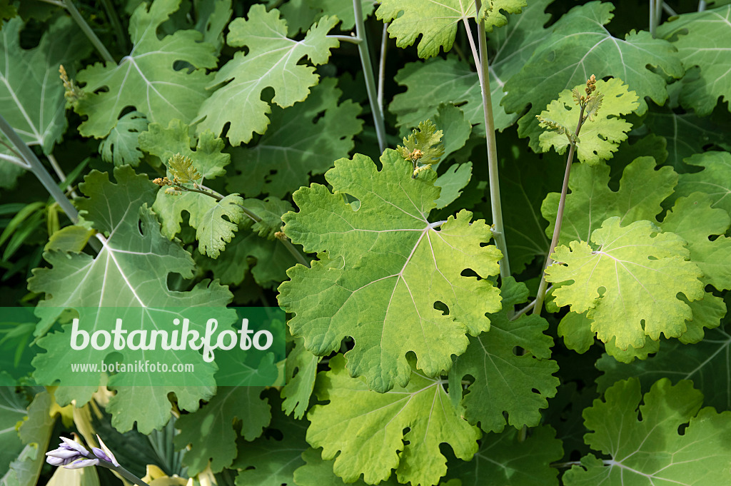 593127 - Federmohn (Macleaya microcarpa 'Kelway's Coral Plume')