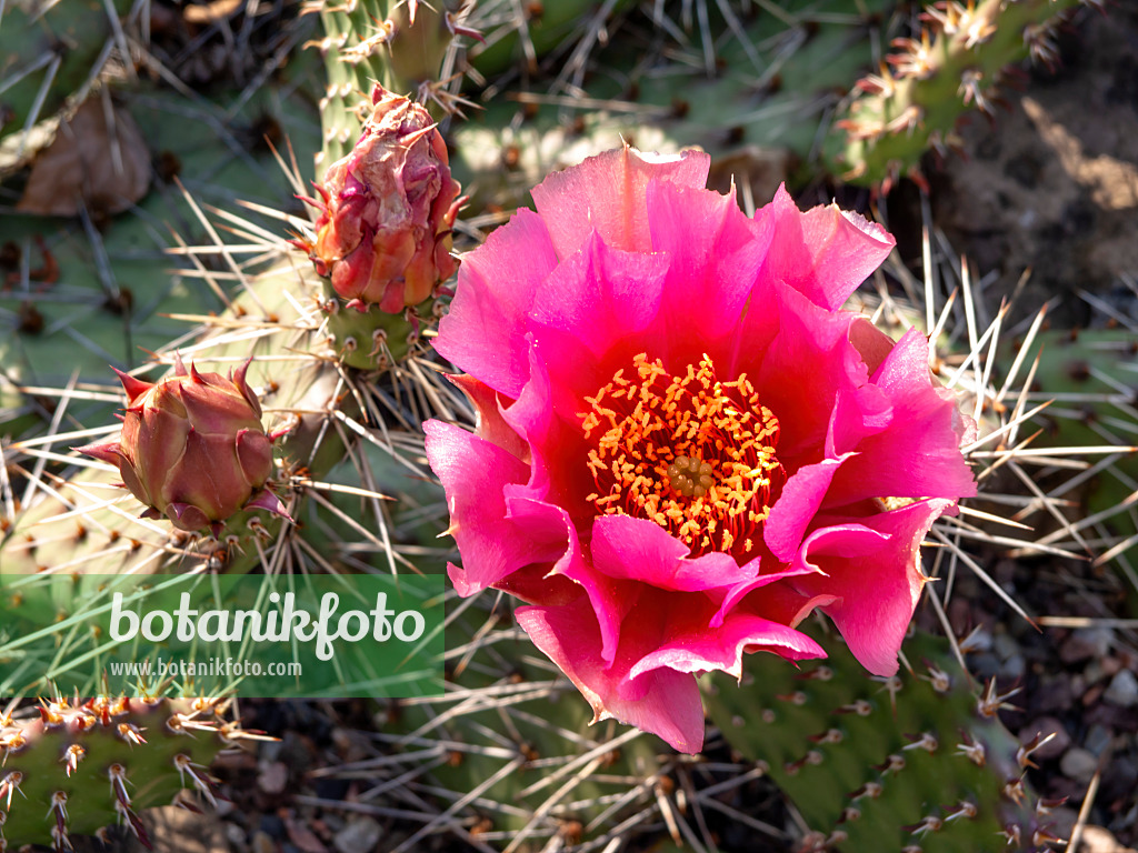 438285 - Feigenkaktus (Opuntia erinacea var. utahensis)