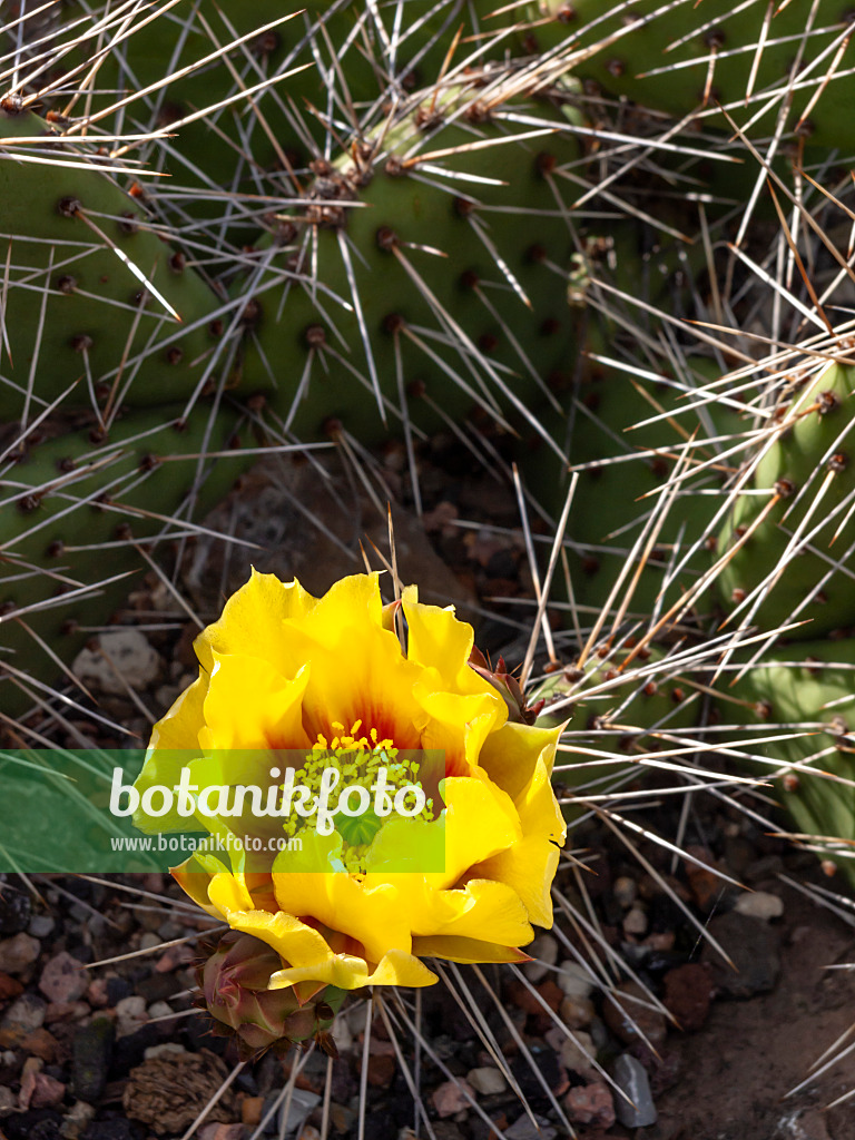 426195 - Feigenkaktus (Opuntia phaeacantha var. camanchica 'Longispina')