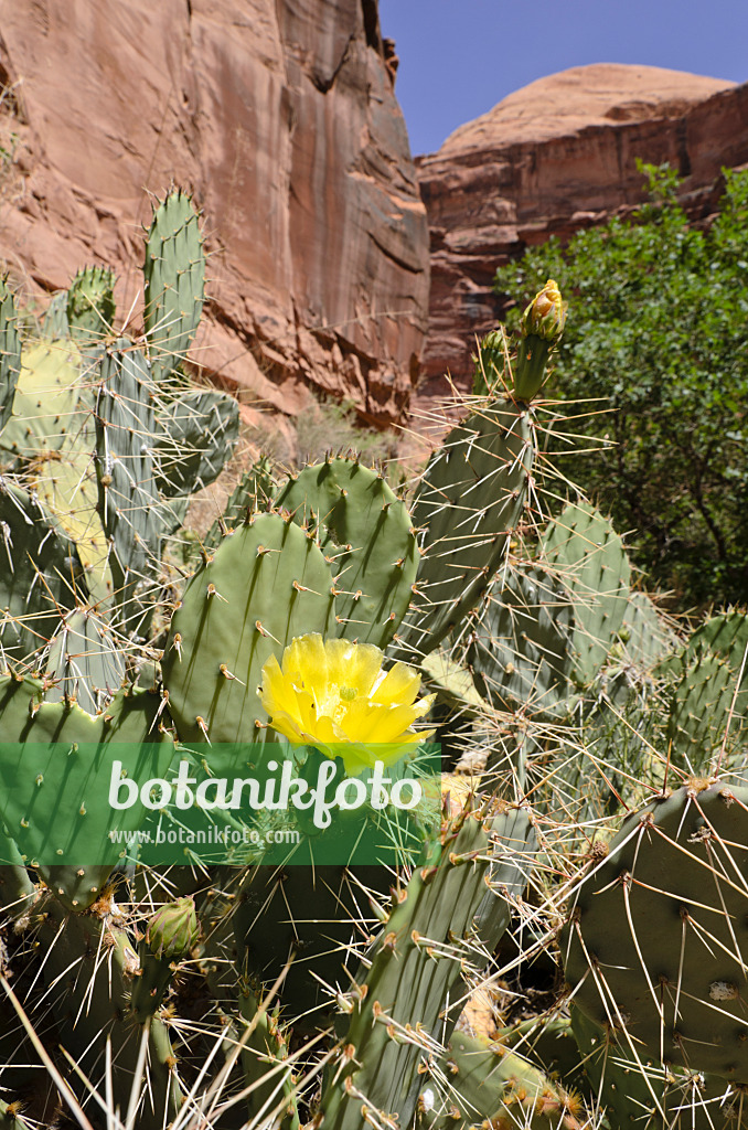 508325 - Feigenkaktus (Opuntia polyacantha), Hunters Canyon, Utah, USA