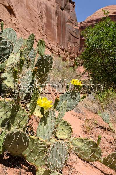 508326 - Feigenkaktus (Opuntia polyacantha), Hunters Canyon, Utah, USA