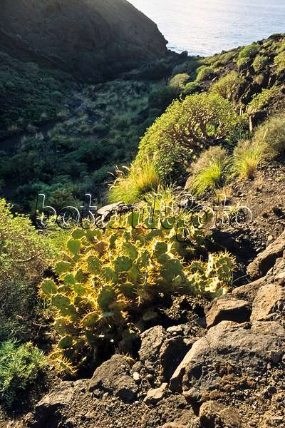 397086 - Feigenkaktus (Opuntia) und Wolfsmilch (Euphorbia), Naturschutzgebiet Tamadaba, Gran Canaria, Spanien