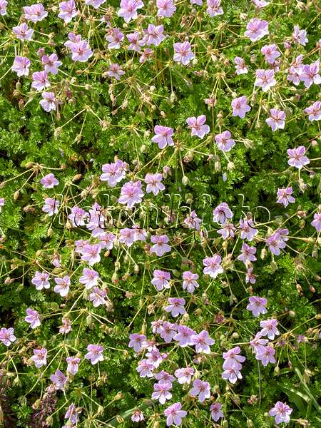 438200 - Felsenreiherschnabel (Erodium glandulosum syn. Erodium petraeum subsp. glandulosum)