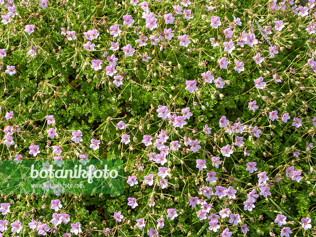 438201 - Felsenreiherschnabel (Erodium glandulosum syn. Erodium petraeum subsp. glandulosum)