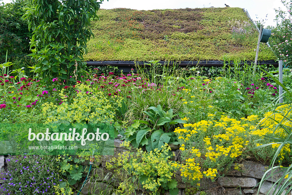 557042 - Felsensteinkraut (Aurinia saxatilis syn. Alyssum saxatile), Frauenmantel (Alchemilla) und Bartnelke (Dianthus barbatus)