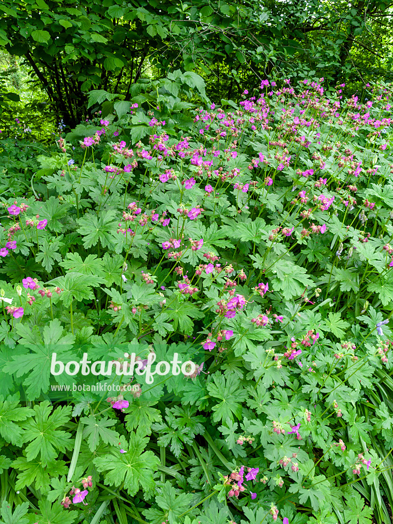 437314 - Felsenstorchschnabel (Geranium macrorrhizum)