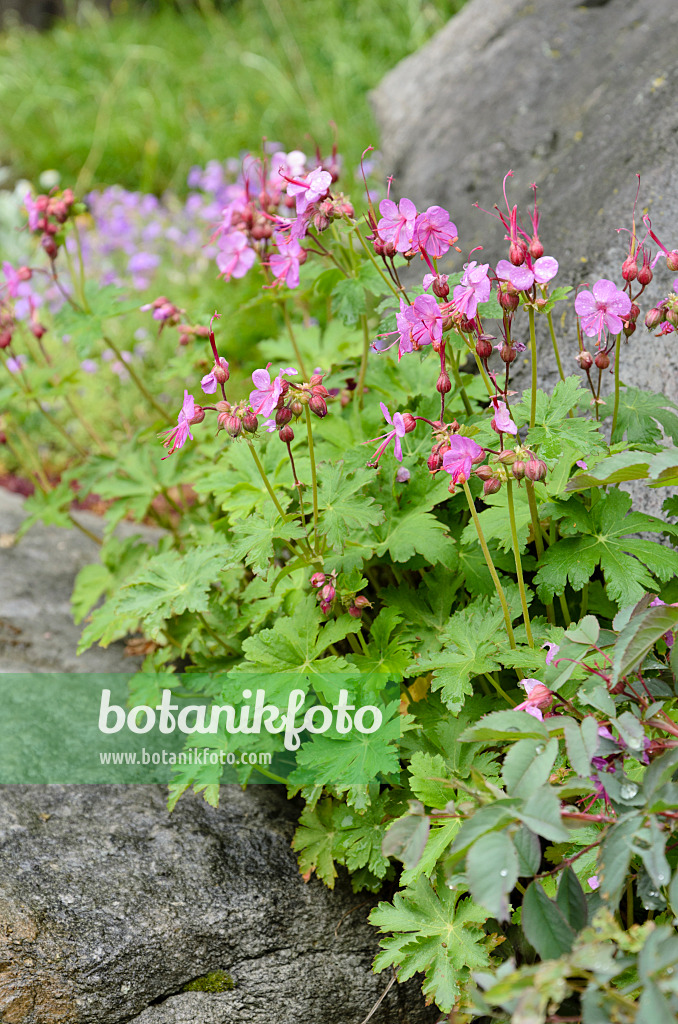 508058 - Felsenstorchschnabel (Geranium macrorrhizum)