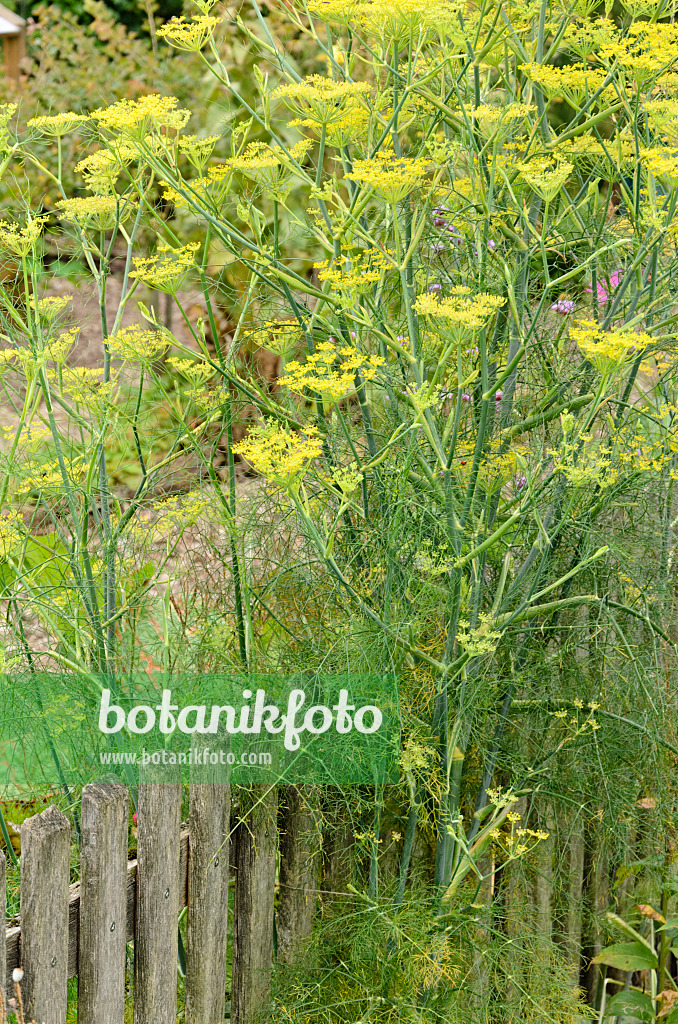 571043 - Fenchel (Foeniculum vulgare)